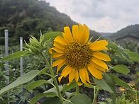 해바라기