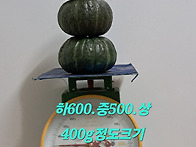 보우짱(미니밤단호박).홍감..