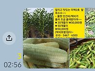 강원미백2호 찰옥수수 예약..