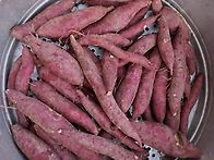 26년 햇 밤고구마(아침 식..