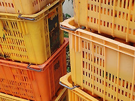 감귤판매(대과)