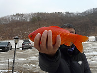 고기들 대거 이동