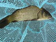 3일자 온도 상승효과 조과..