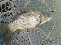 수온 급속 상승중입니다.