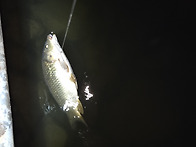 야간낚시 확실합니다.