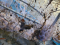 상류지역 바닥긁기