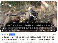 방사한 너구리를 보는 듯 ..