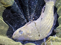 하류권 야간 점검낚시 영하..