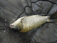 밤과 아침 안개가 가득합니..