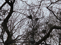 2/13 왜가리 선발대 너덧..