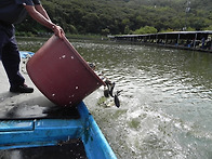 붕어 300kg 방류했습니다.
