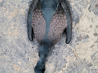 가마우지 제거 작업중입니..