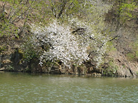 봄이 달려 갑니다.