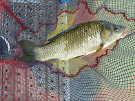 꽃 바람이 부네요