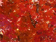 깊은 가을로 들어갑니다.