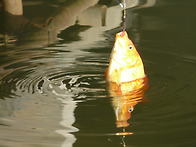 완전한 봄입니다.