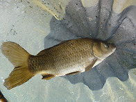 봄 같은 겨울입니다.