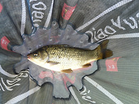 시조회 잘 마무리했습니다..