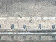 2/10 고라니의 봄 나들이(..