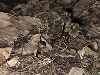 복수초가 봄을 알립니다.