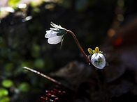 변산바람꽃