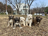 아기 삽살개들의 첫 잔디밭..