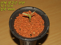 [품절] 산채 산반