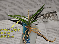 [품절] 오늘 산채 아담한 ..