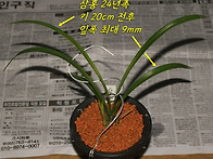 [품절] 건강한 전진촉 삼..