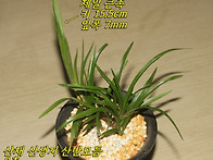 산채 산반모듬 9촉