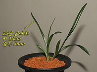 미개화 축동 단엽성 두화목..