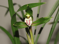 산채후 초화 산반화