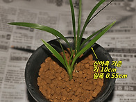 [품절]산채출발 백산반
