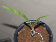 산채 색화반 서반