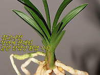 남해 단엽성 환엽