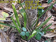 [품절] 하동 산채 특대형 ..