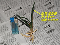 산채 생강 잔라사지 단엽성..