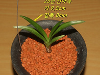 남해 진청입변산반 전진촉