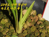 [품절] 작년 산채 첫신아 ..