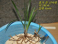 [품절]산채 한잎장호와 입..