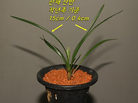 [품절] 산채 진청 백산반