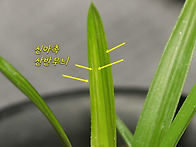 [품절] 산채출발 꽃기대 ..