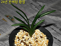 [품절]특급 남해 환엽