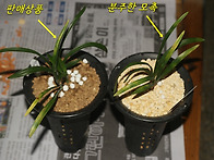 산채출발 첫판매 환엽서반