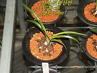 합천 쌍백 입변전면산반