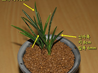 [품절] 남해 진청입변 분..
