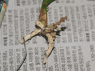 산채 생강 입변산반