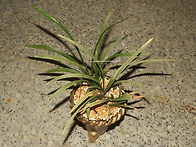 고성서반 기록 분주