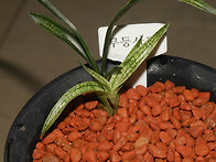 [품절]무등사피