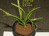 산채 미분주 서반